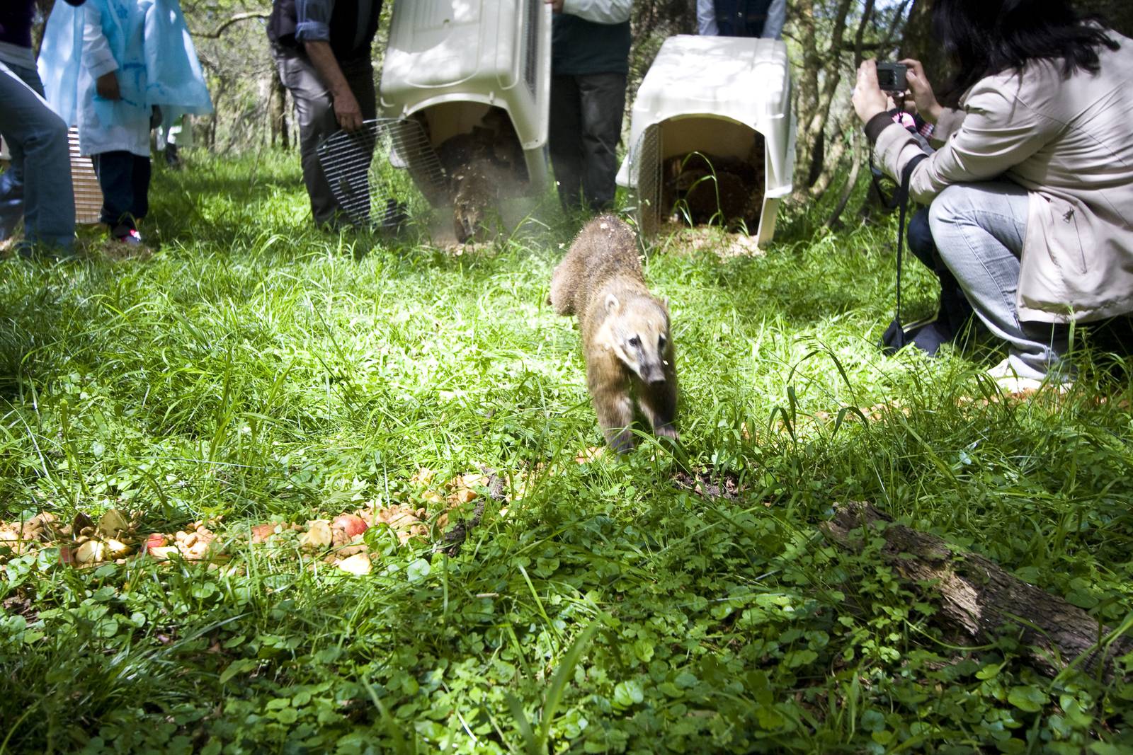 Releases coatis raised at M'Bopicuá  into their natural habitat