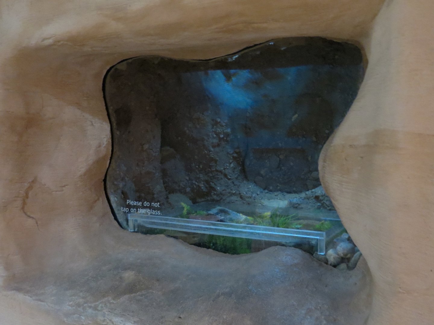 Relict Leopard Frog Exhibit