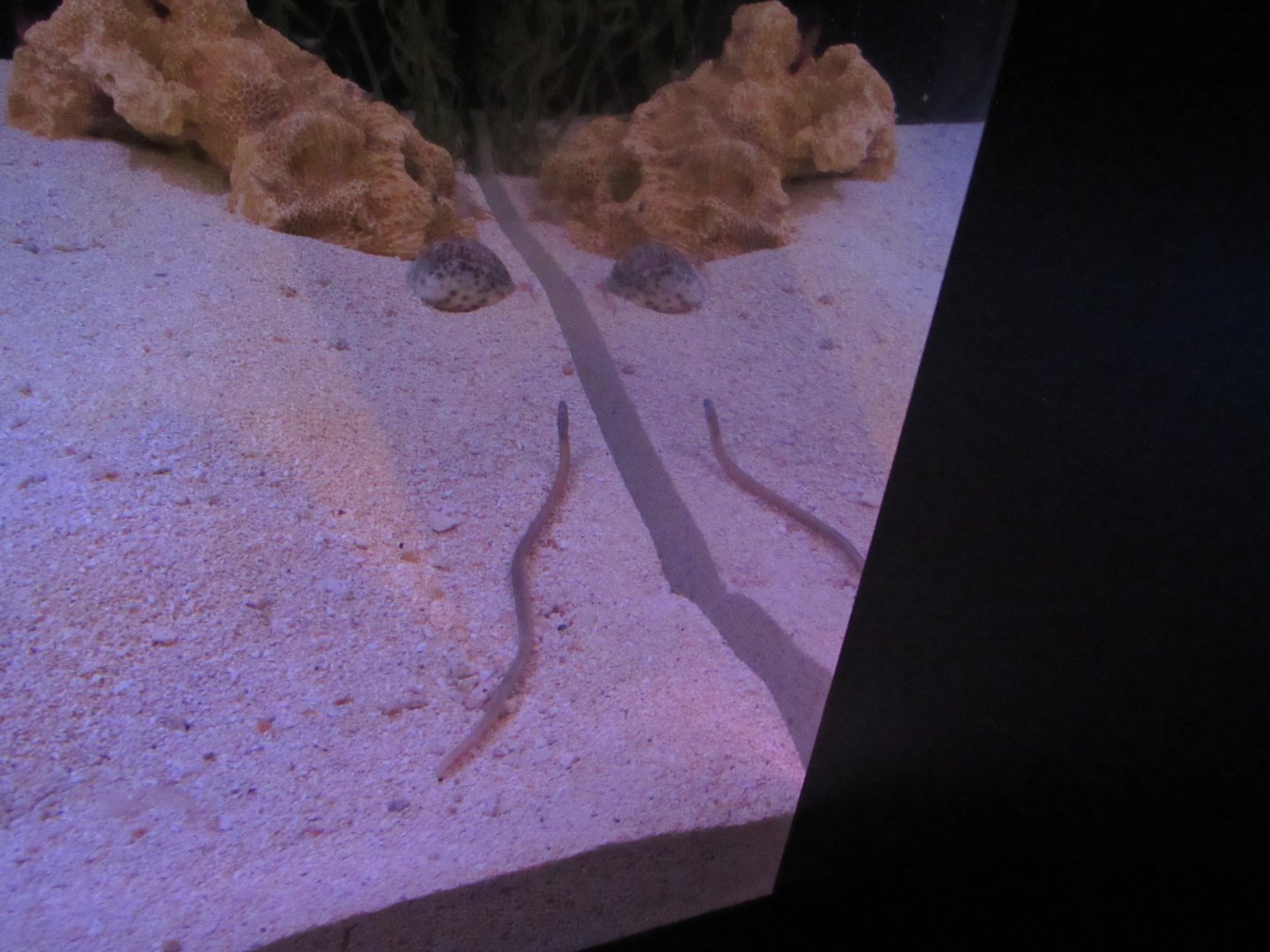 Relocated Garden Eel, Shrimpfish, etc. Exhibit