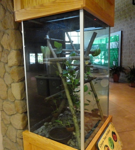 Relocated Green Tree Python exhibit in Komodo Kingdom