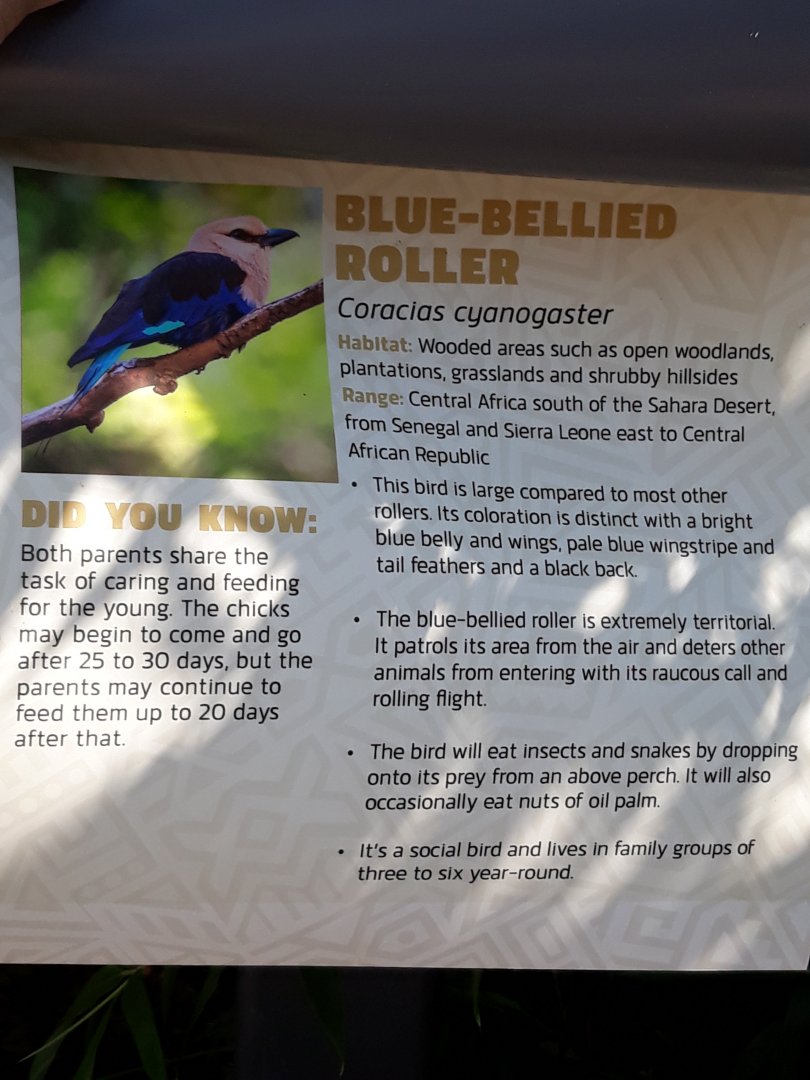 Relocated to Africa 1