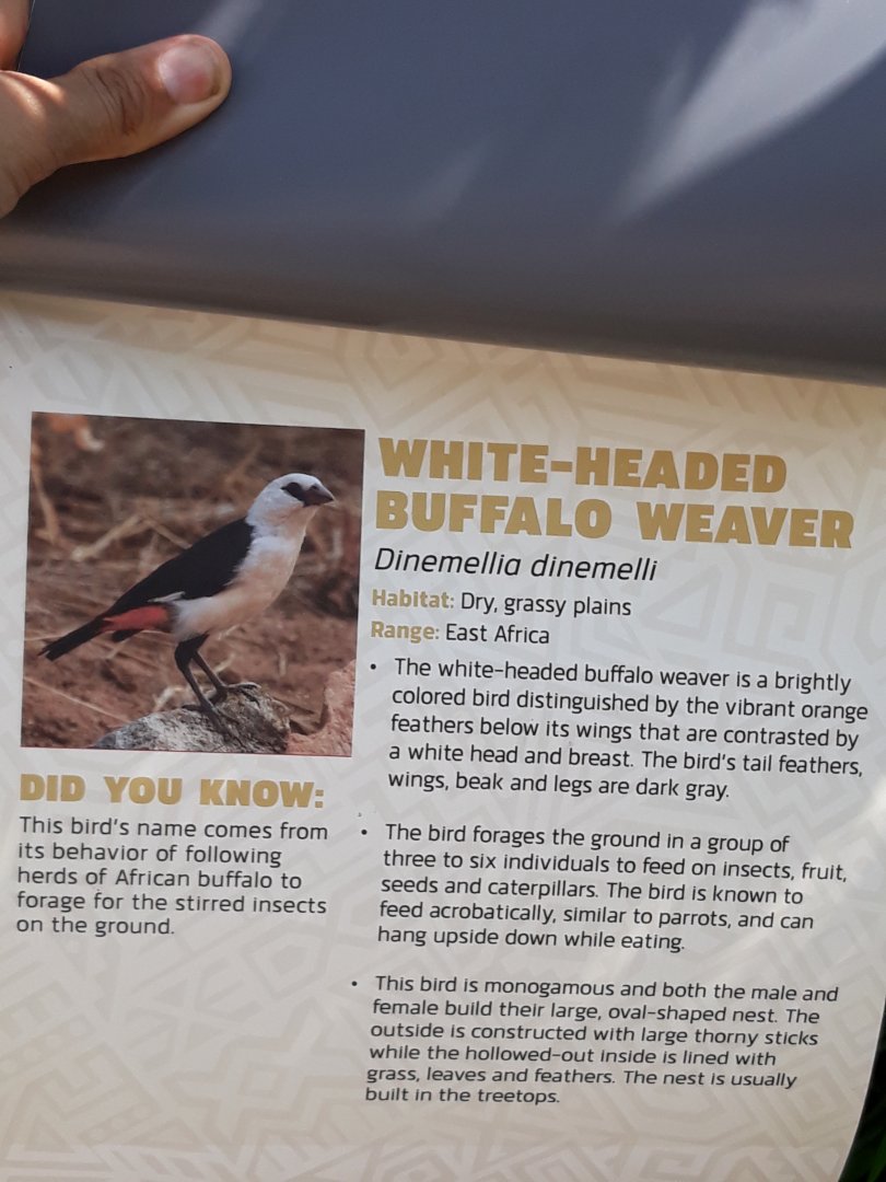 Relocated to Africa 2