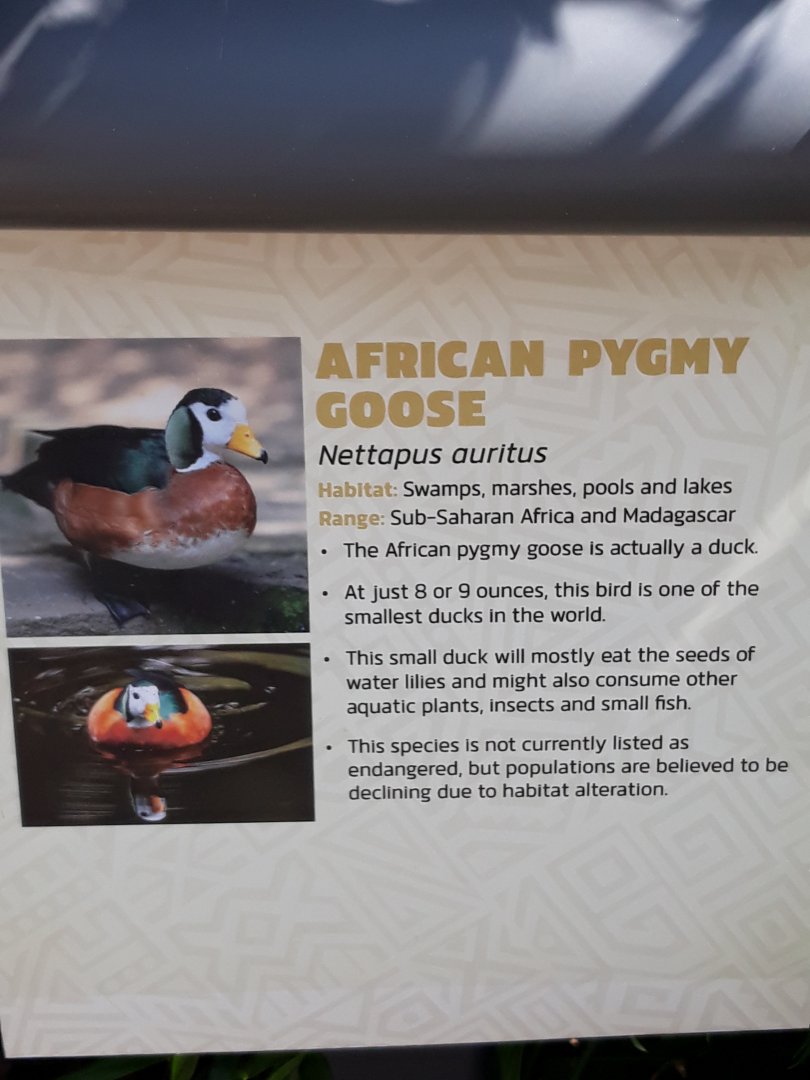 Relocated to Africa 3