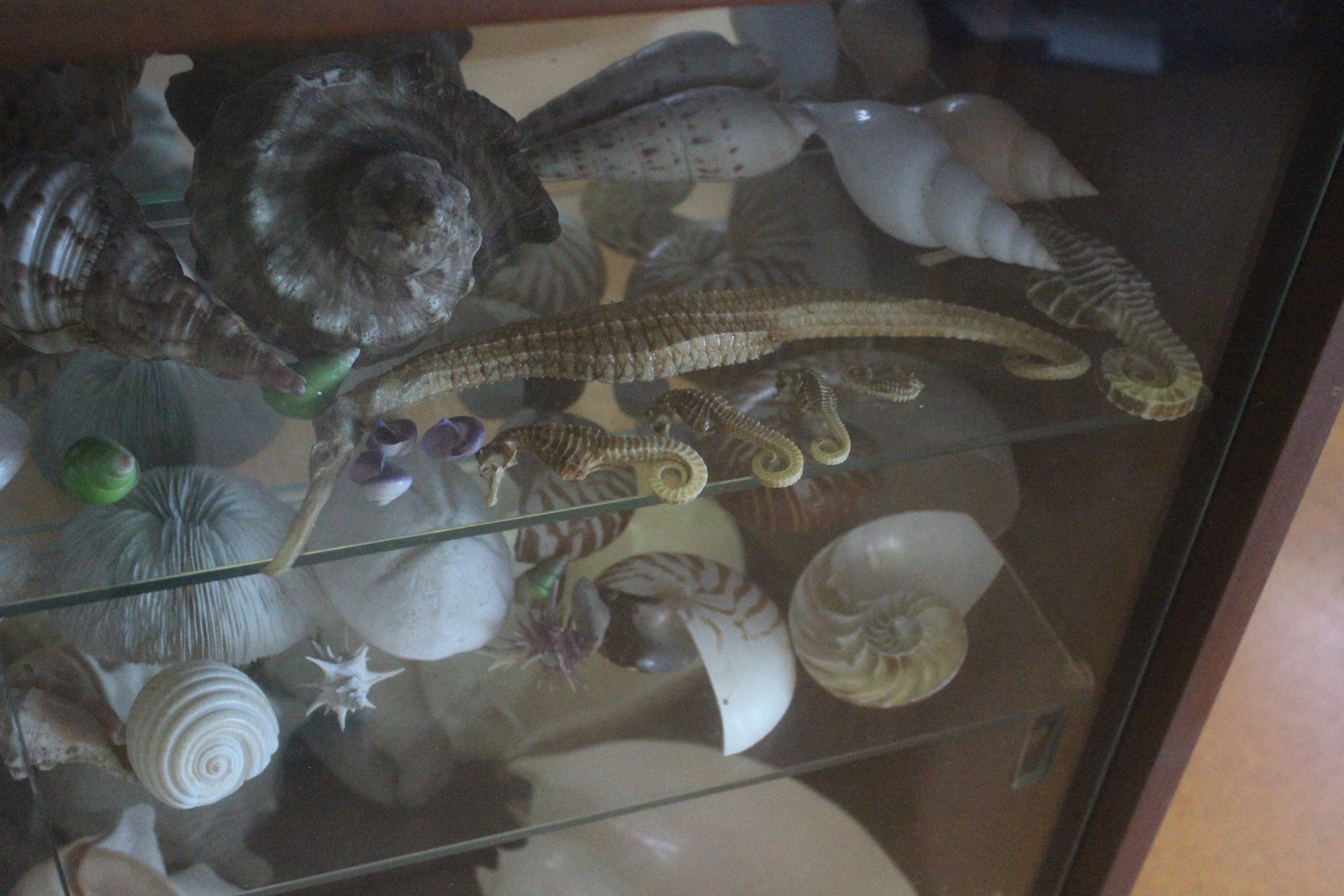 Remains from marine animals, Picton Heritage & Whaling Museum