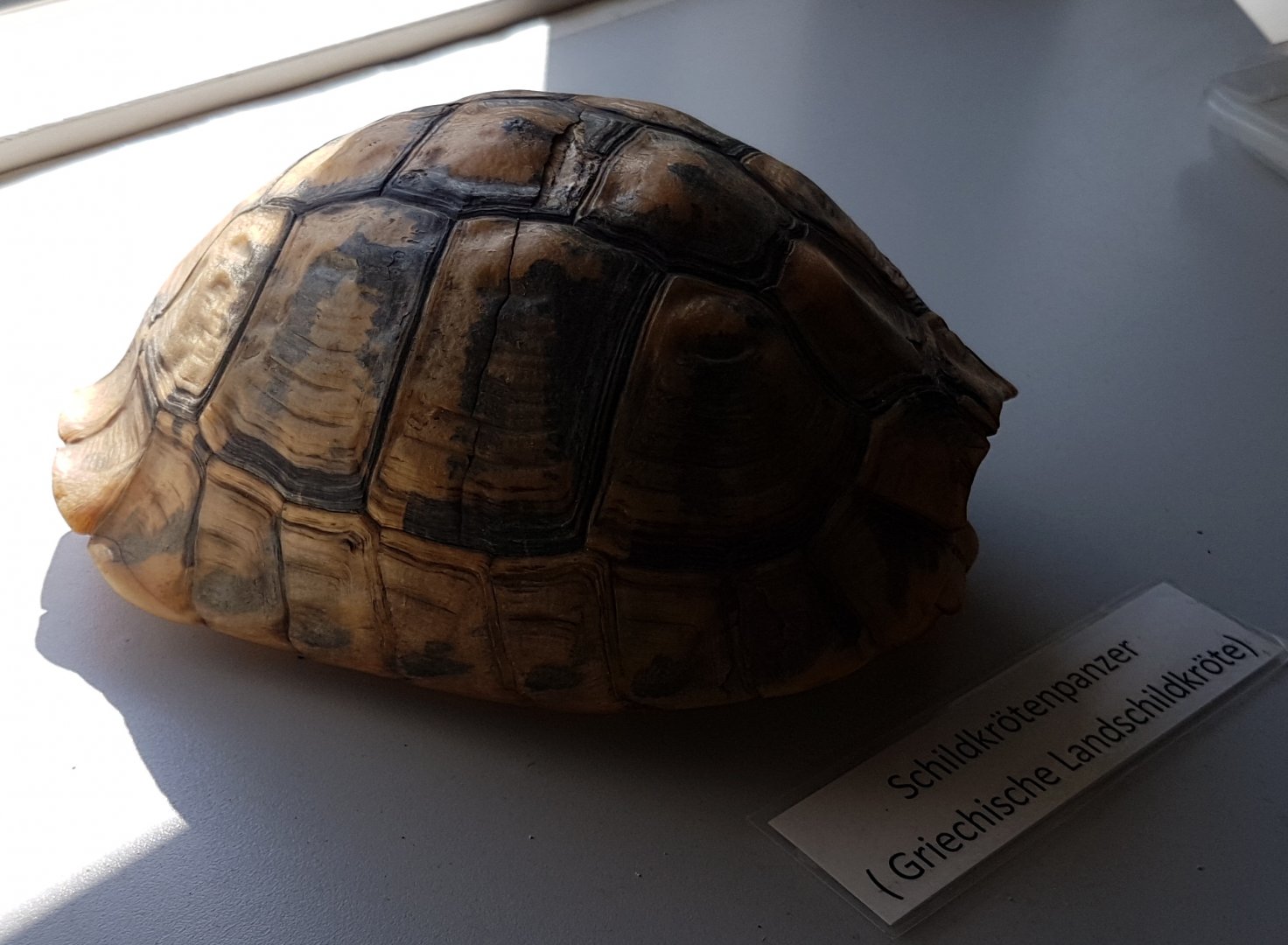 Remains Hermann's tortoise