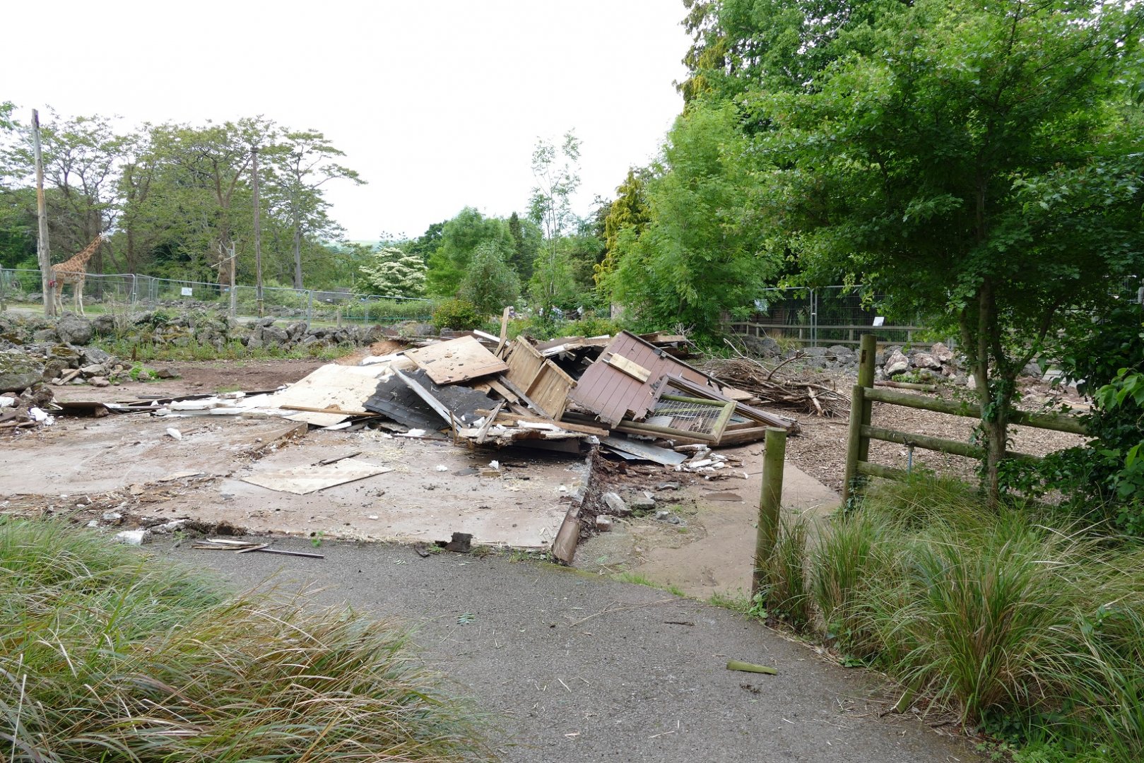 Remains of the Collared Peccary house, May 2022