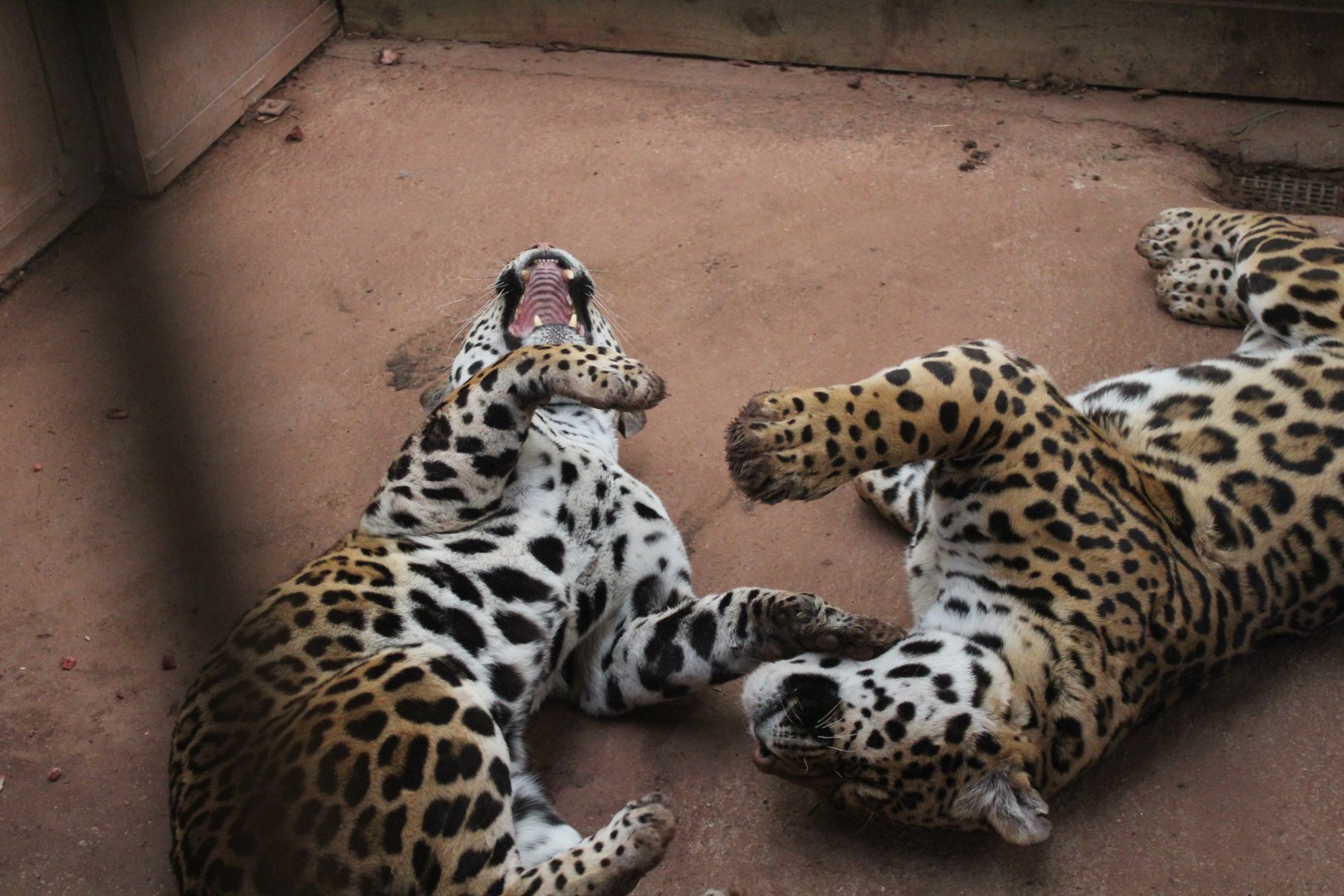 Remi & Bonita Playing