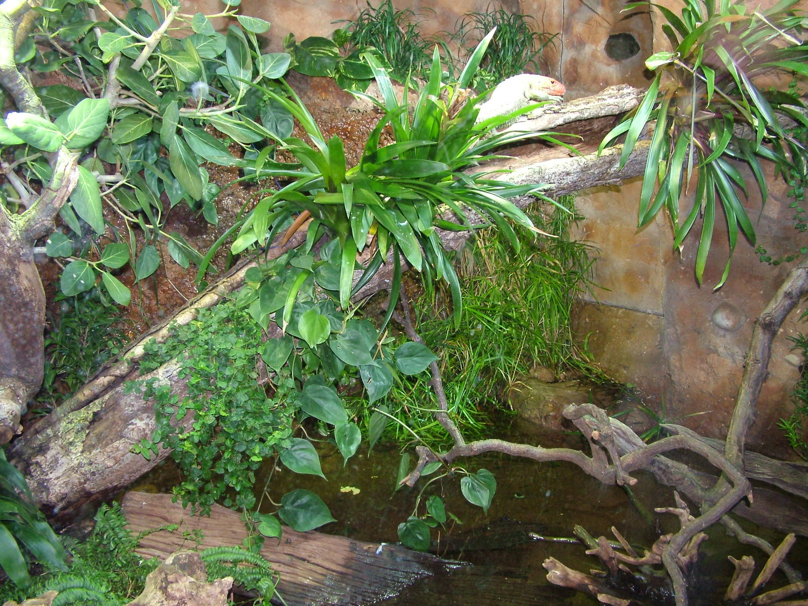 Remodelled Caiman Lizard exhibit at Chester 06/03/10