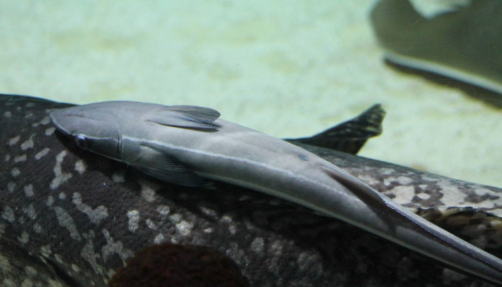 Remora species