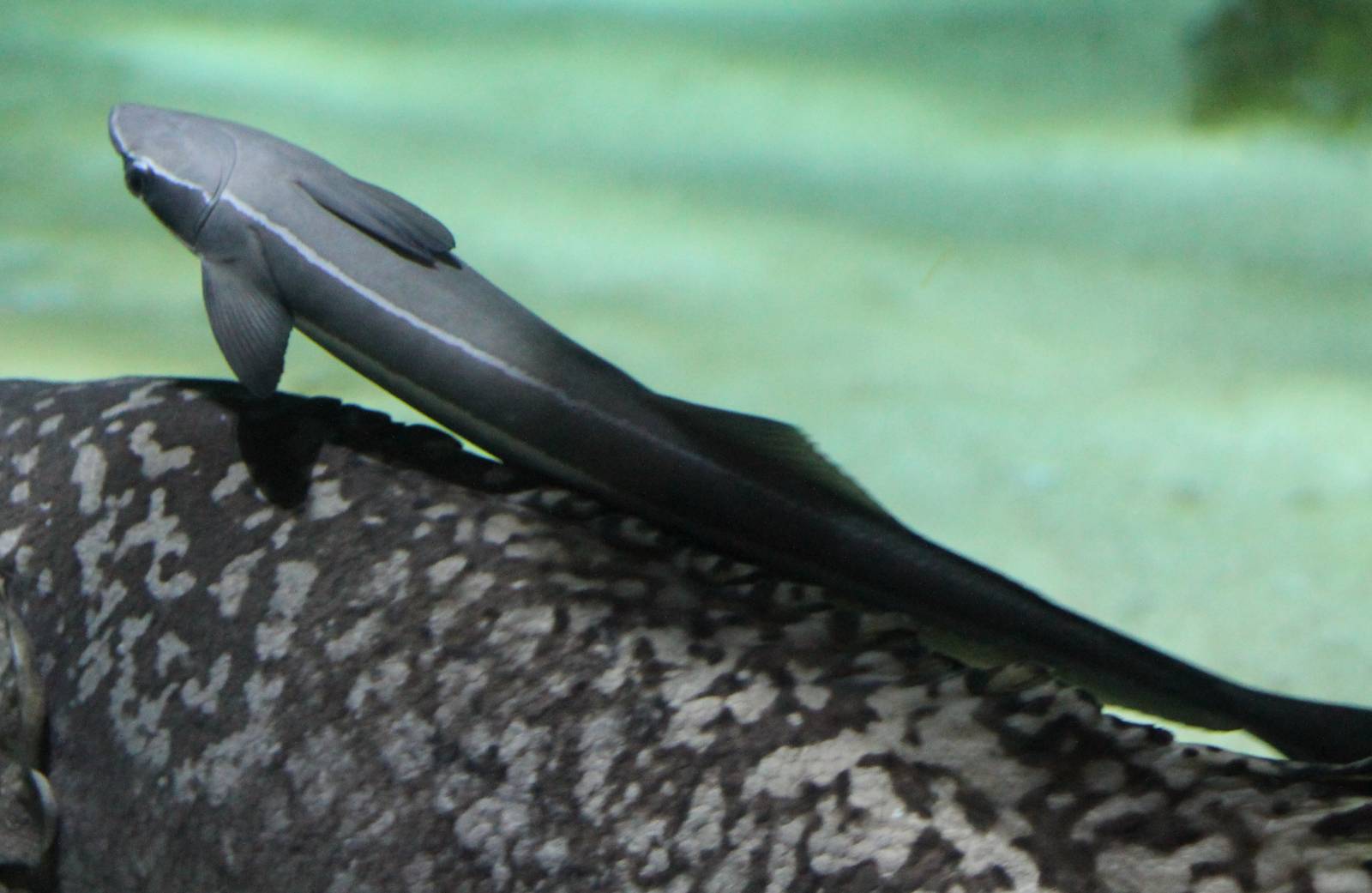 Remora species