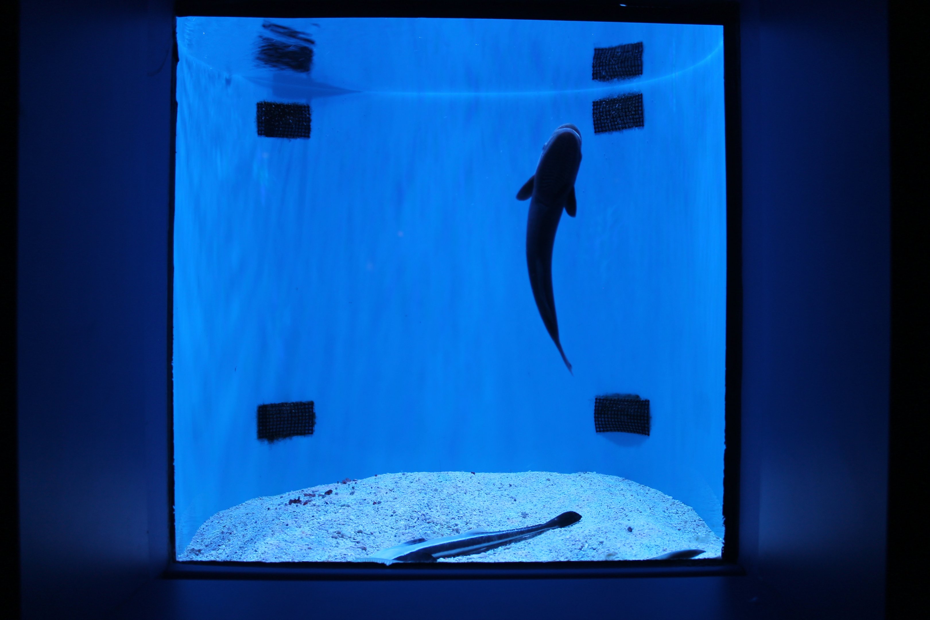 Remora tank
