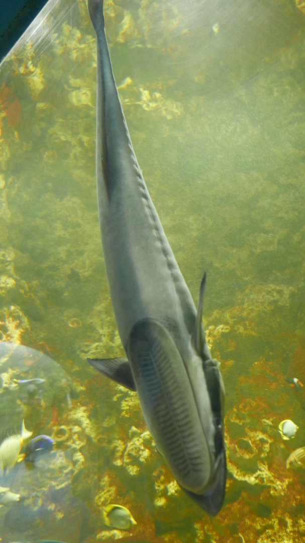 Remora
