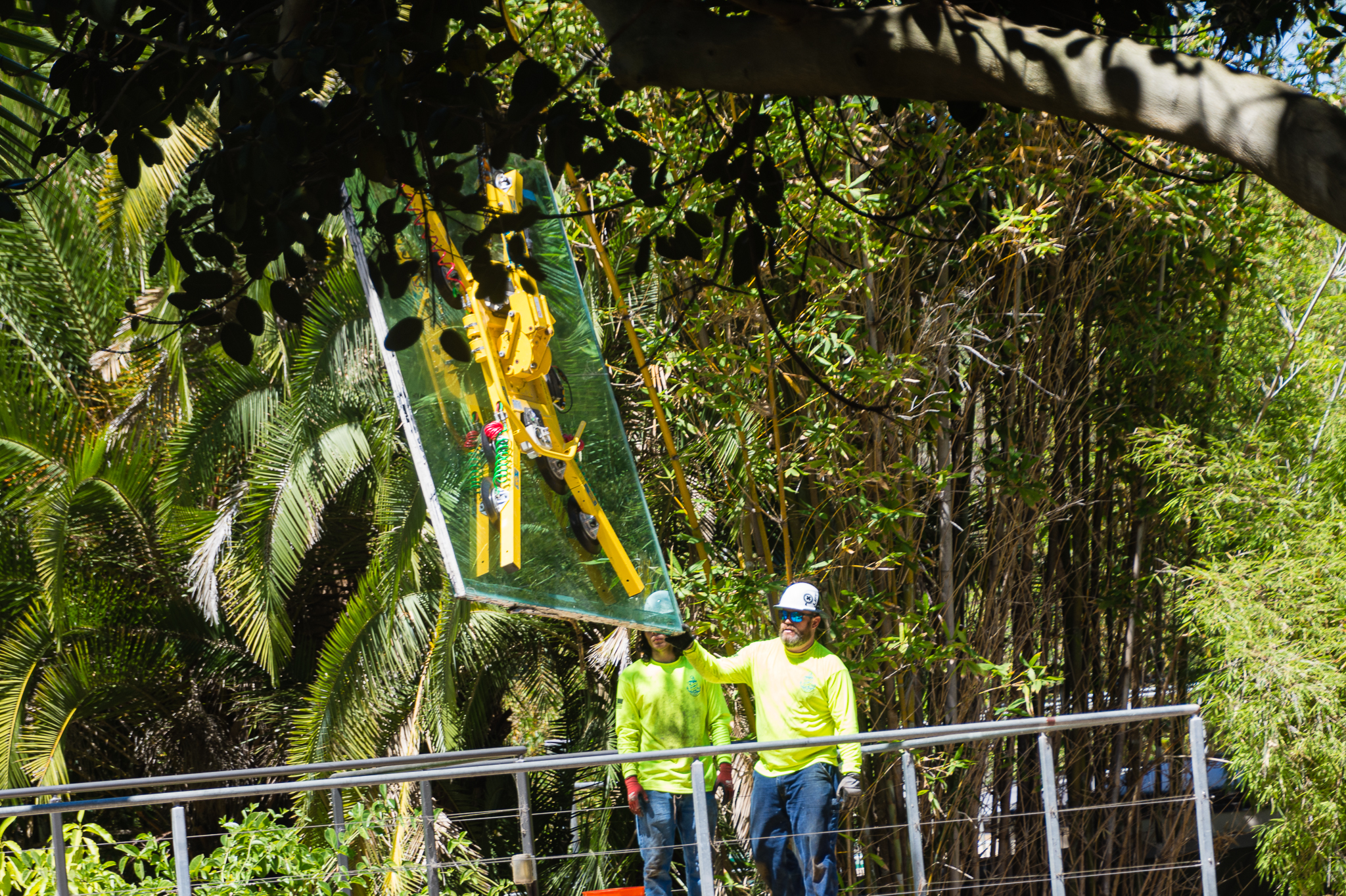 Removal of the glass panels at the hippo exhibit