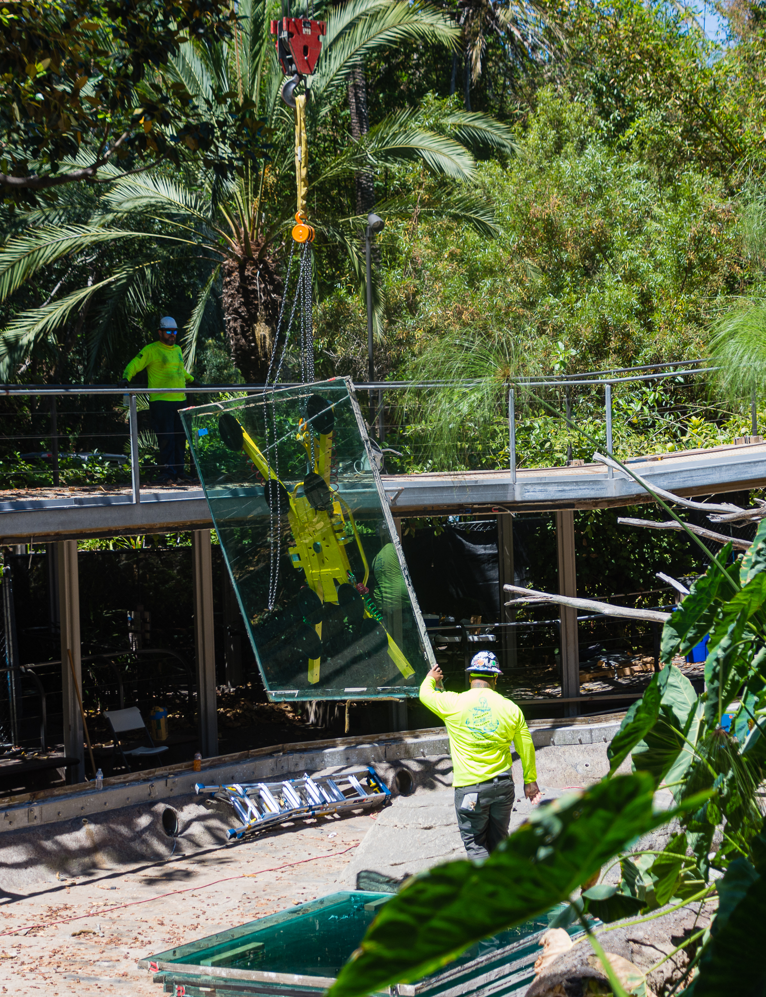 Removal of the glass panels at the hippo exhibit