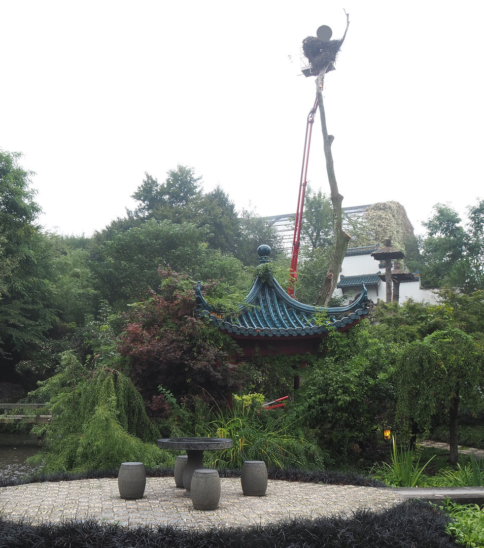 Removal of tree with stork nest in Chinese garden, 2022-09-15