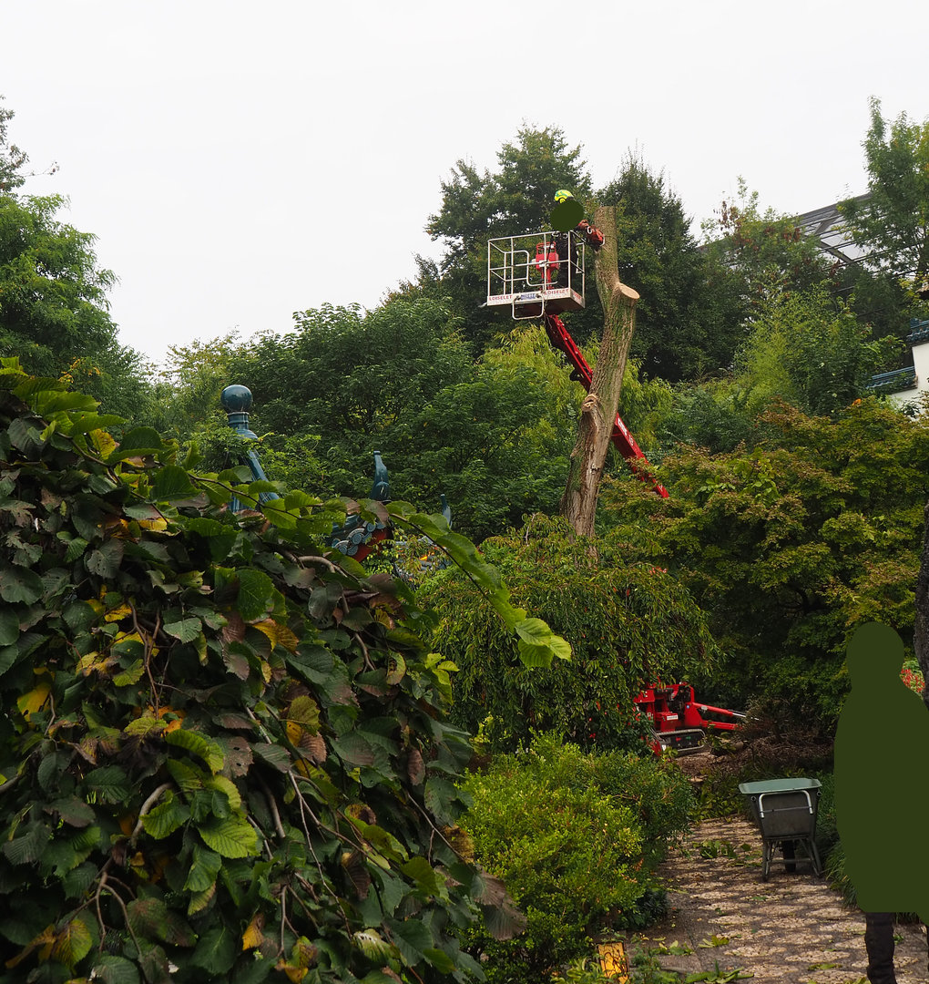 Removal of tree with stork nest in Chinese garden, 2022-09-15