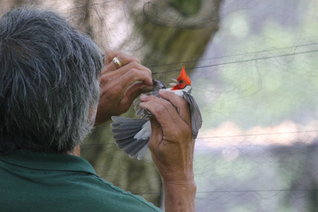 Removing a Red-crested Cardinal from a mistnet