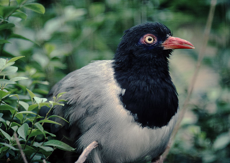 Renauld's ground cuckoo 1976