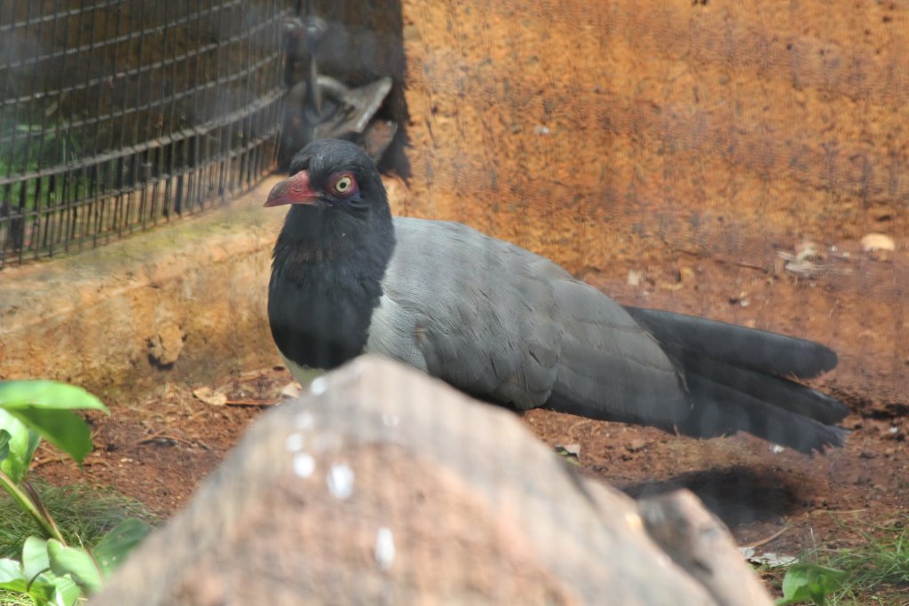 Renauld's Ground Cuckoo