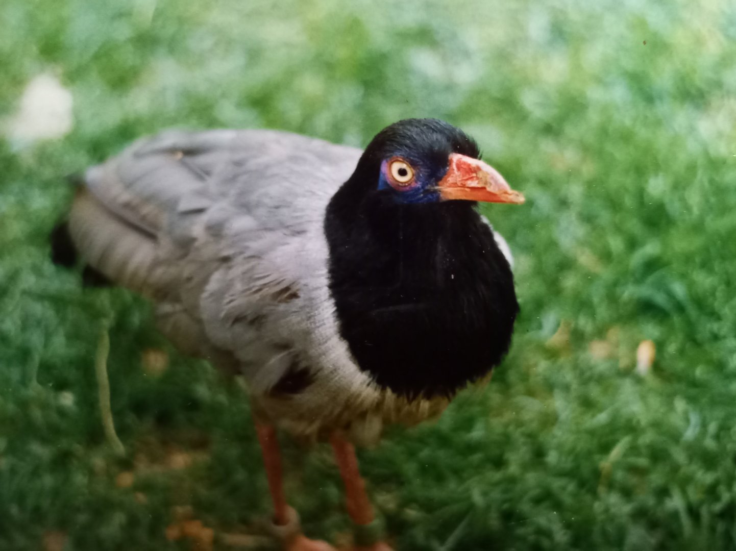 Renauld's ground cuckoo