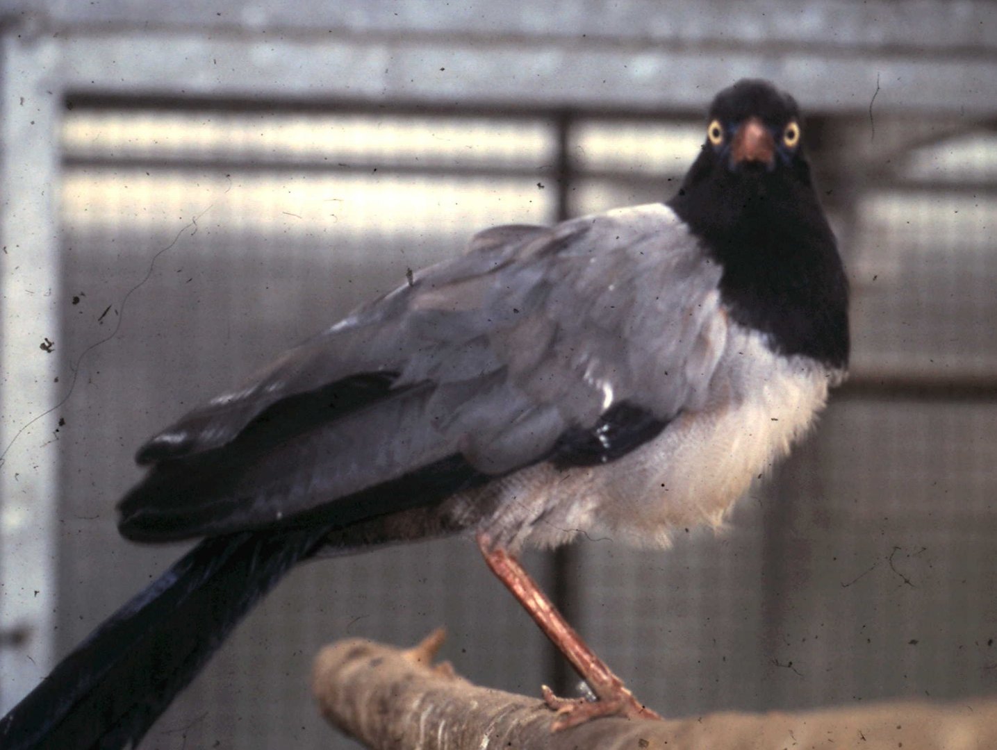 Renauld's ground cuckoo