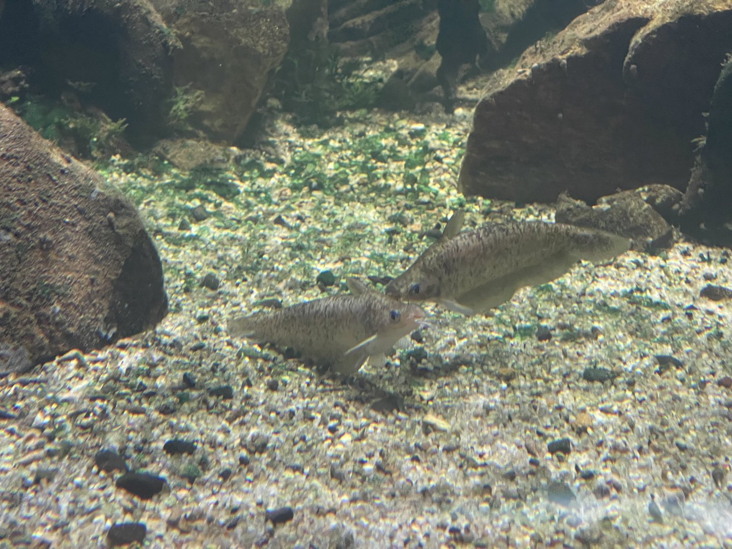 rendahl’s catfish (porochilus rendahli) - dunia air tawar