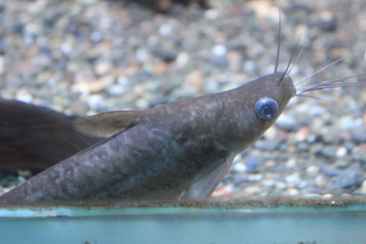Rendahl's catfish (Porochilus rendahli)
