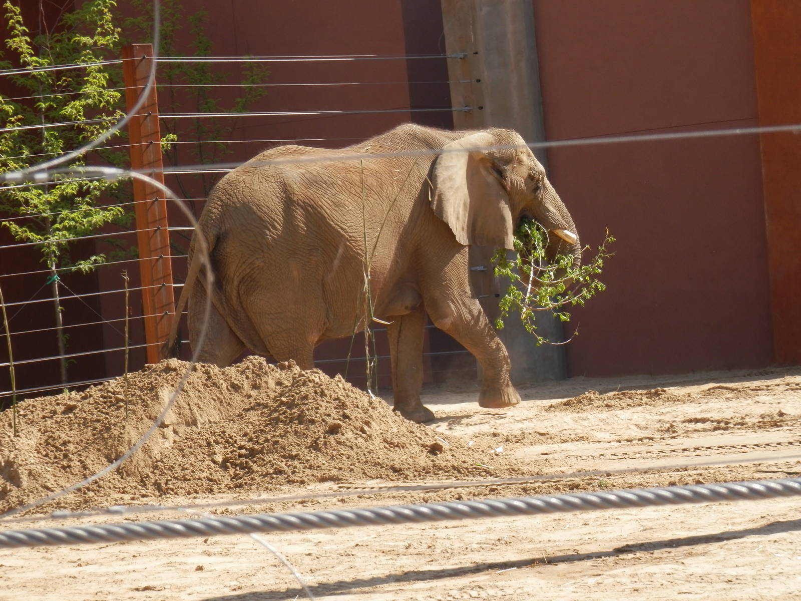 Renee with the branch she pulled out of the sandhill.