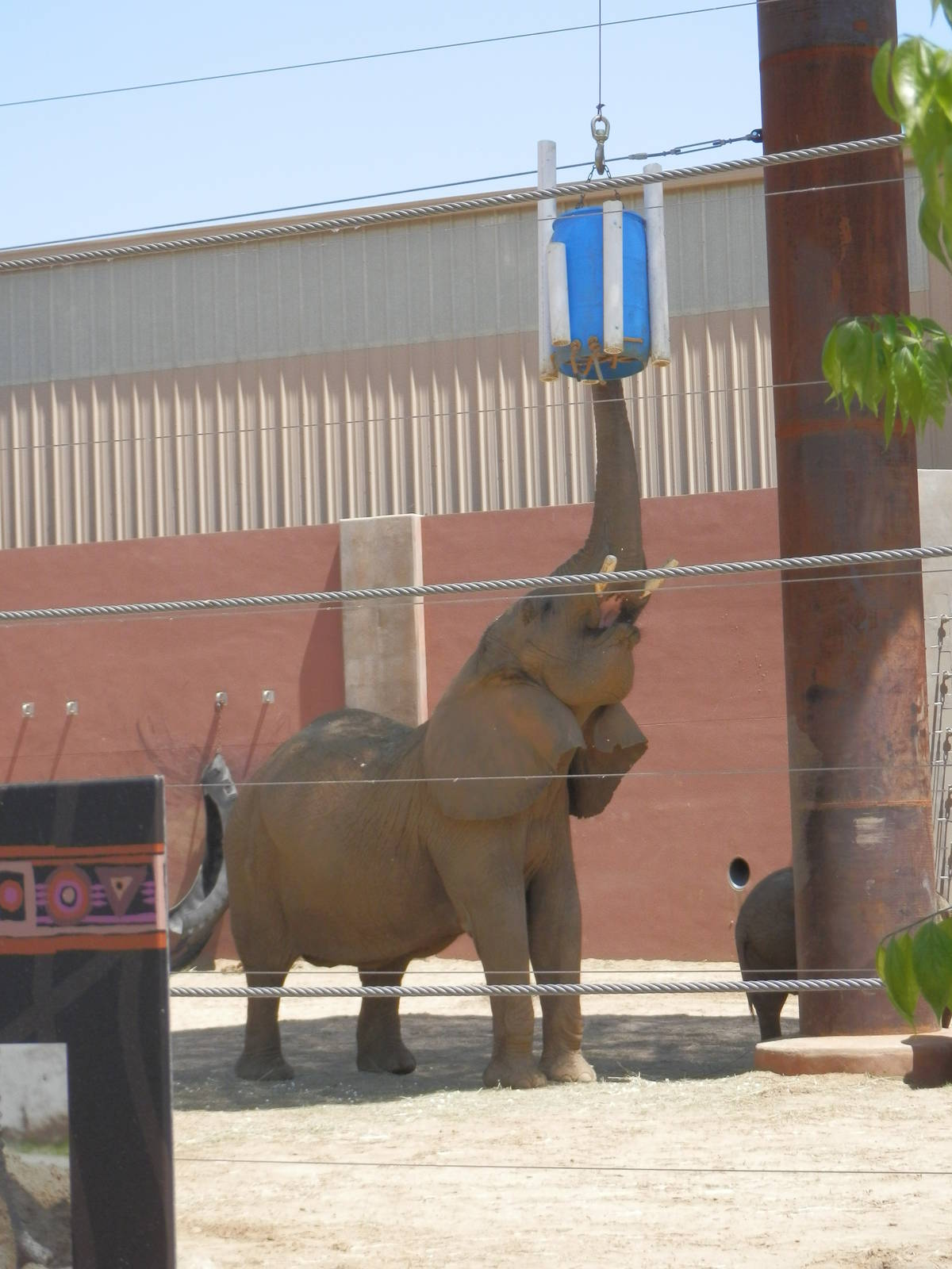 Renee's popcorn enrichment