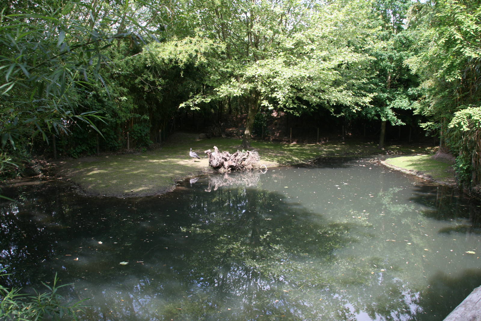 renewd Capybara and Southern screamer exhibit