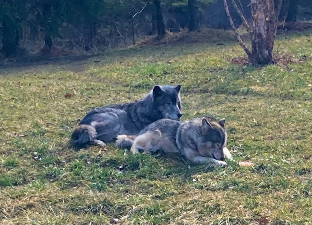 Renner stealing all the meaty treats she was supposed to share with Kaska as he just stares (3/3/24)