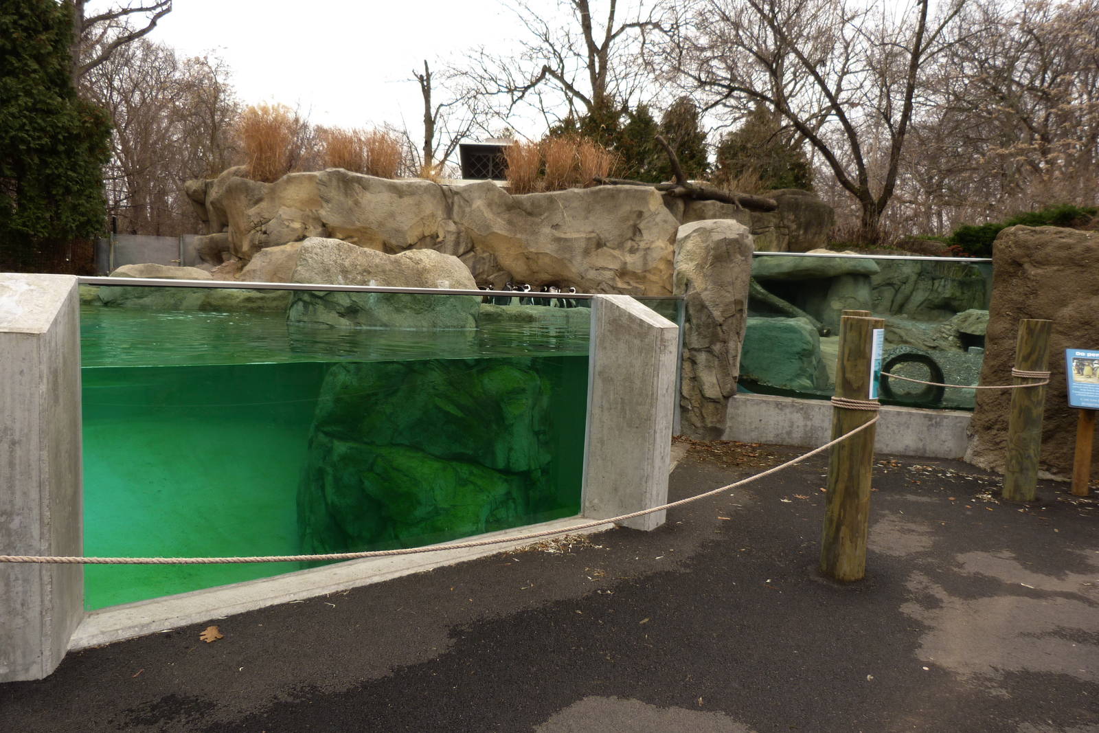 Renovated African Black Footed Penguin Exhibit