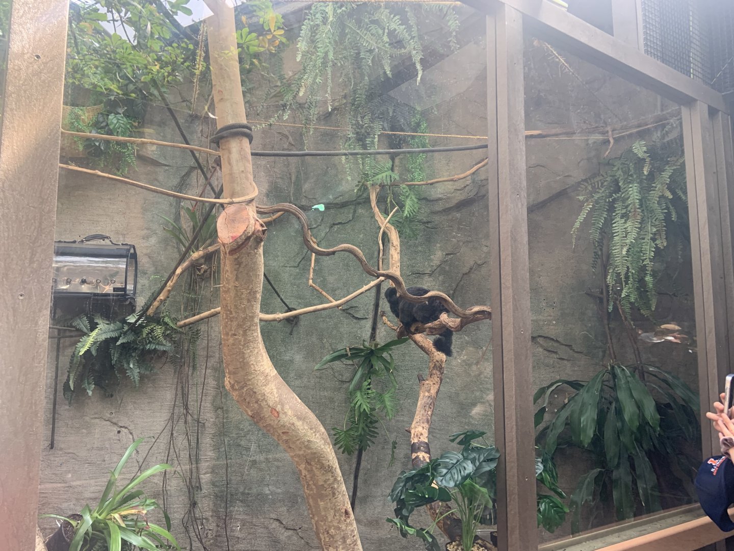 Renovated amazon gallery, geoldis marmosets