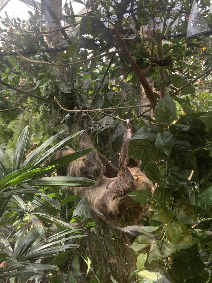Renovated amazon gallery, two-toed sloth