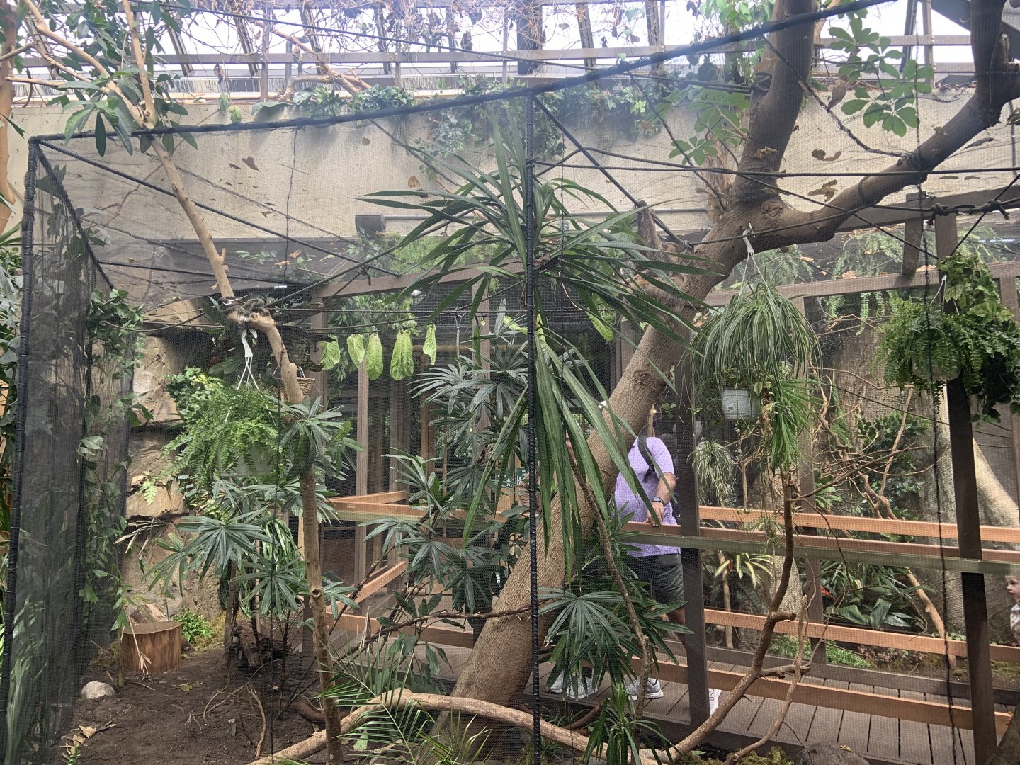 Renovated amazon gallery