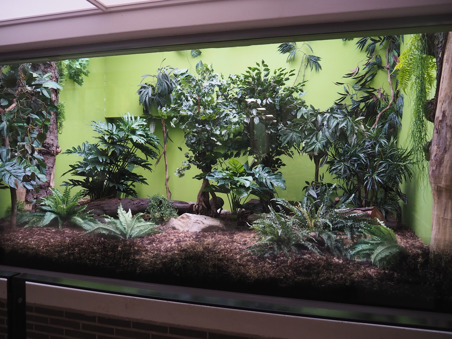 Renovated Black-and-rufous sengi exhibit, 2022-07-10