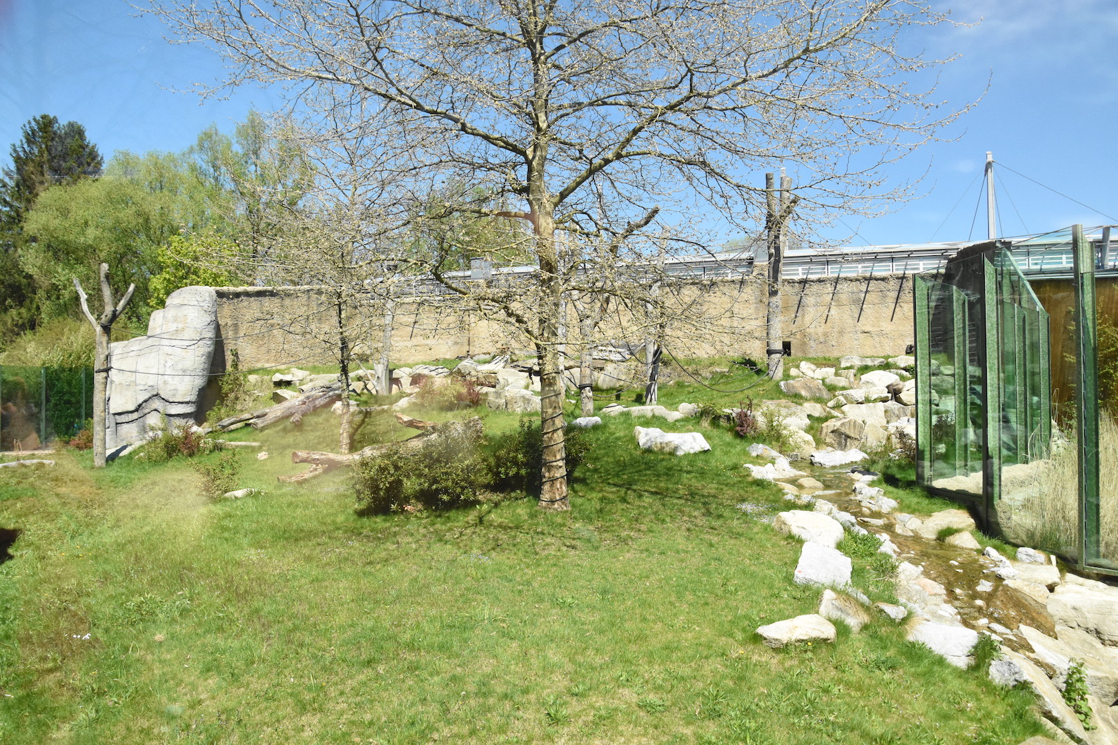 Renovated chimpanzee outdoors