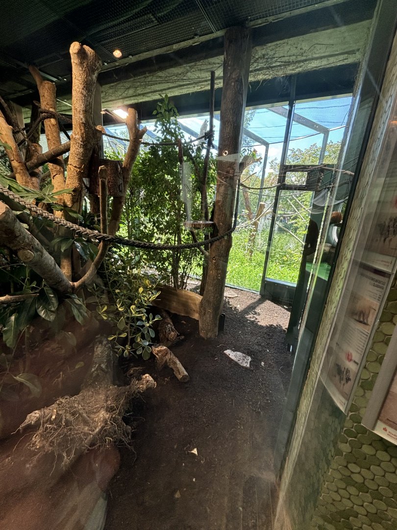 Renovated Cotton-Top Tamarin+Three-Banded Armadillo Enclosure