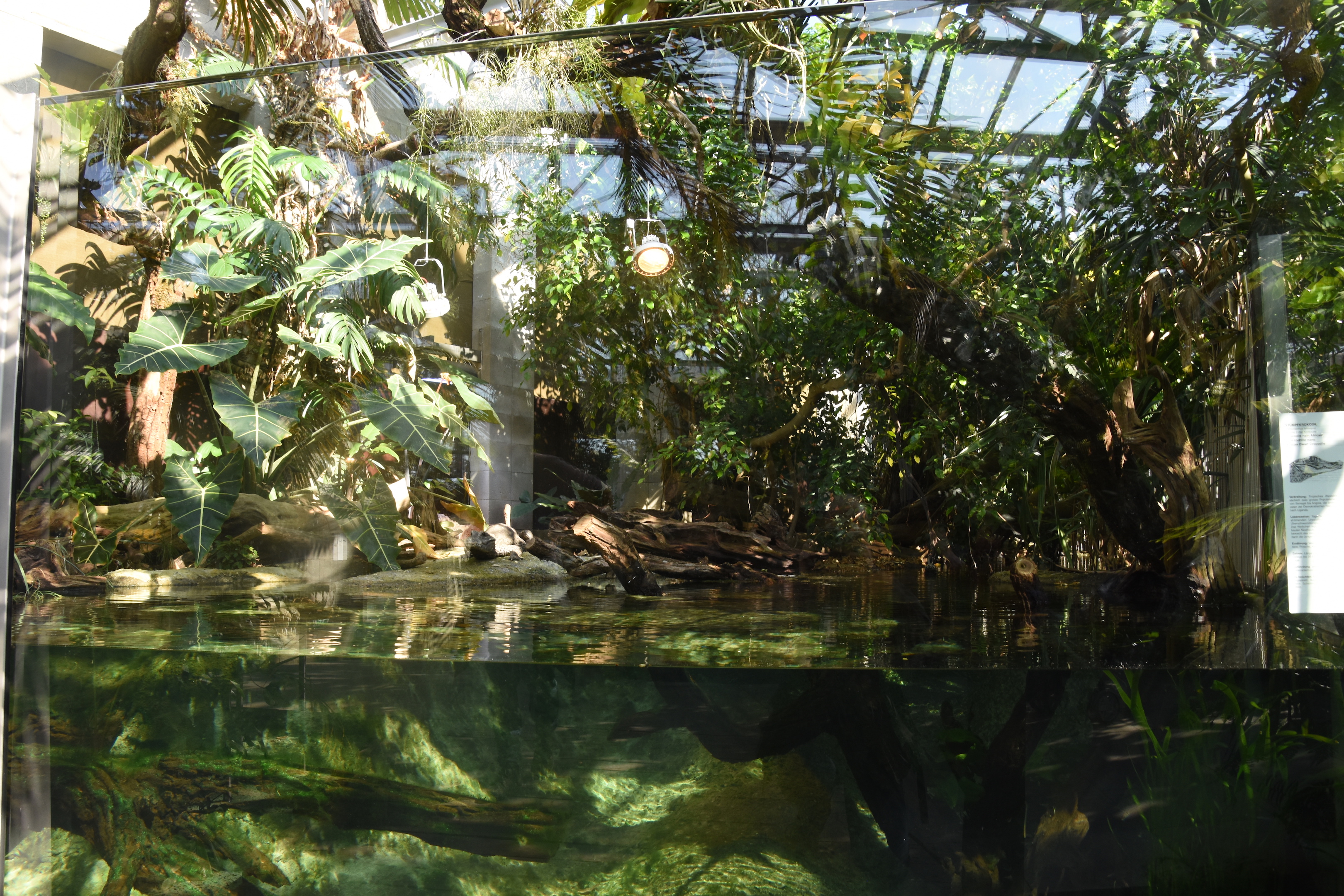 Renovated crocodile terrarium