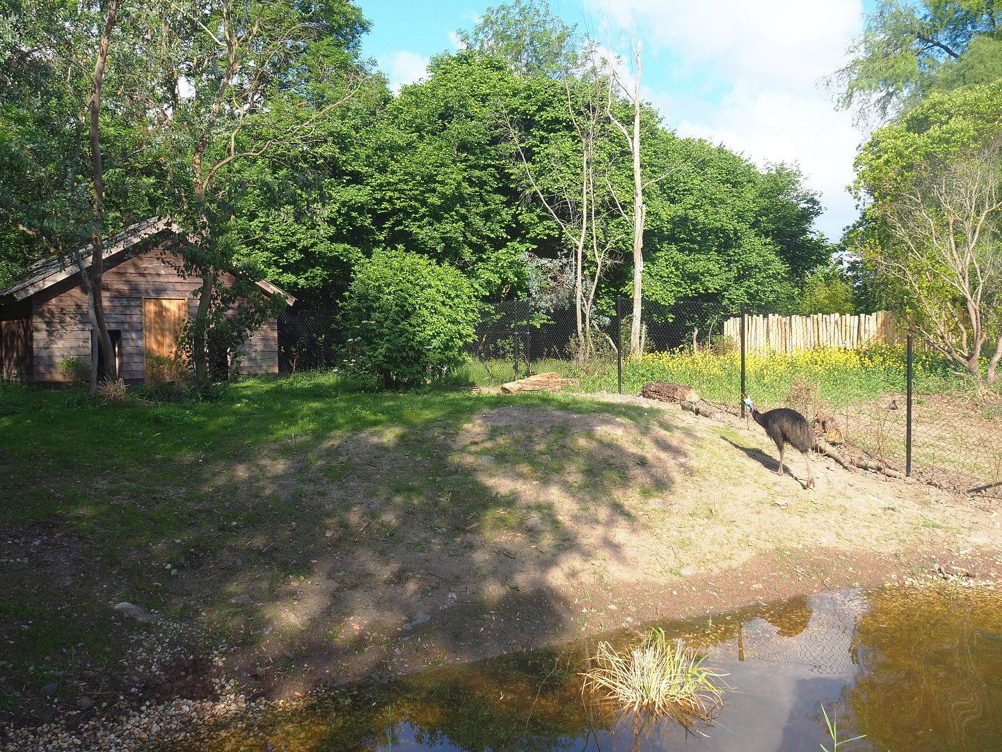 Renovated double-wattled cassowary exhibits, 2022-05-28