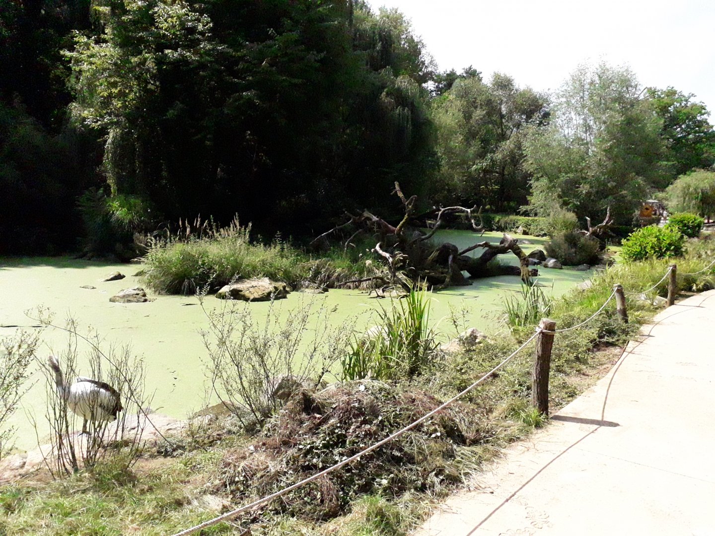 Renovated exhibit of australian pelicans