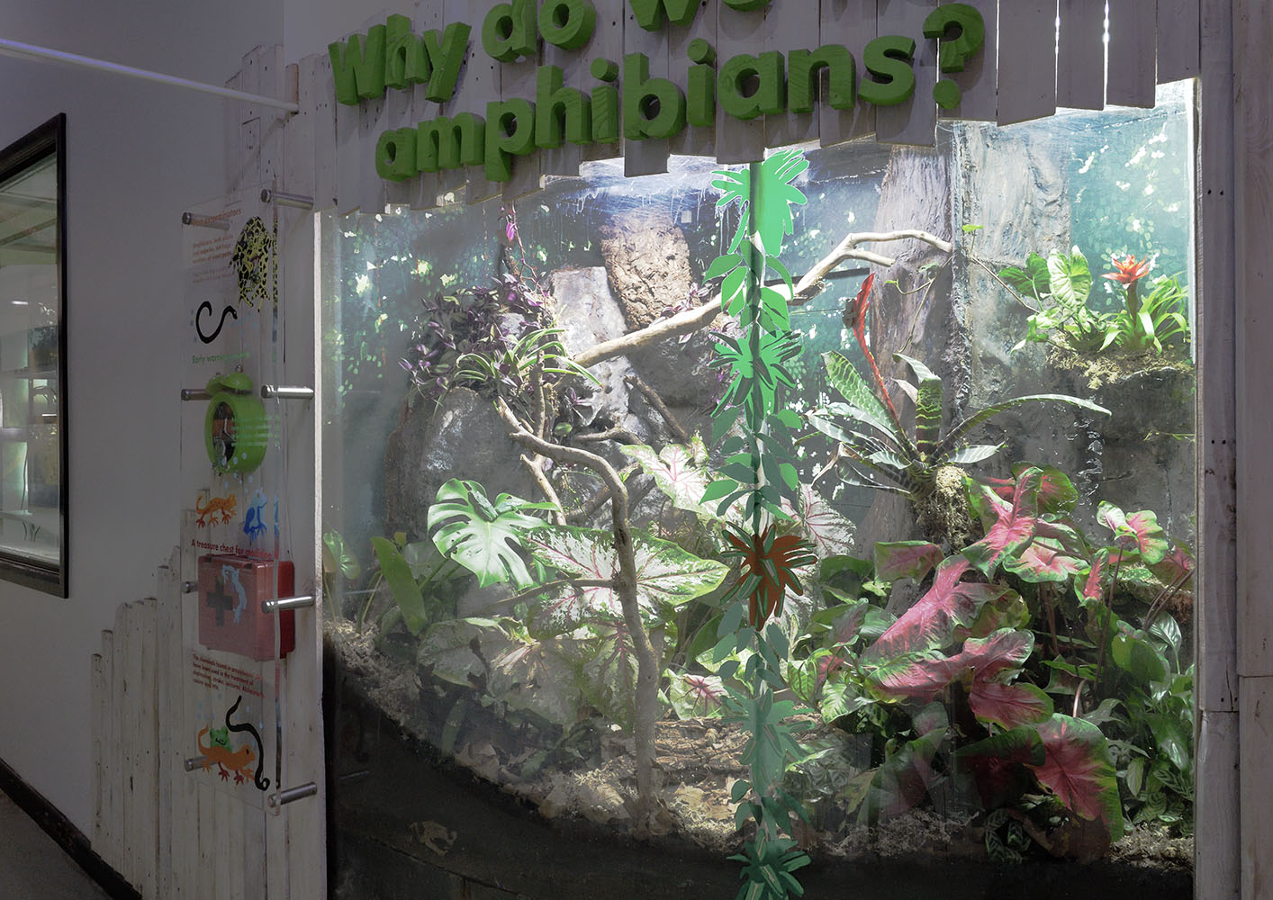Renovated exhibit with Fea's tree frogs