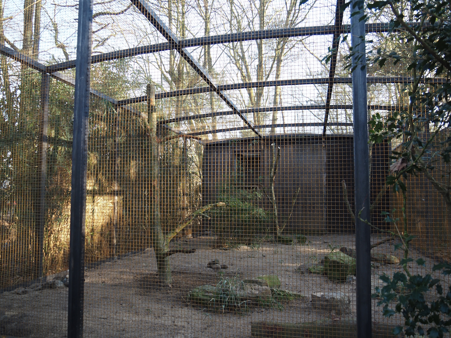 Renovated Hooded vulture aviary, 2025-02-02