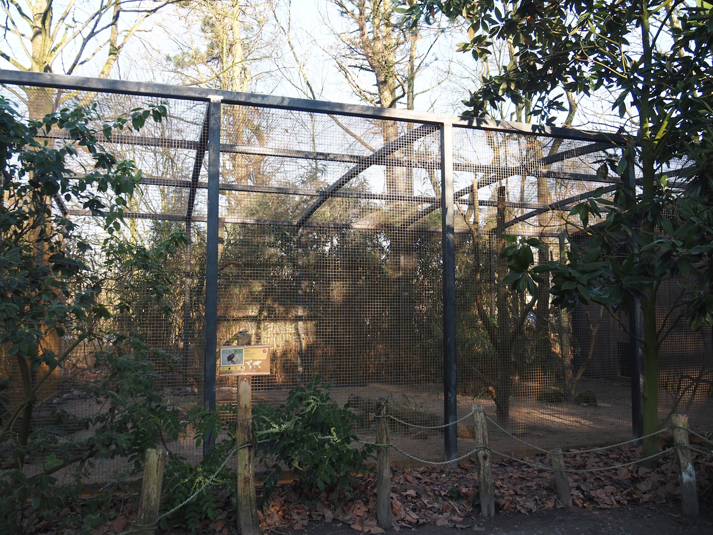 Renovated Hooded vulture aviary, 2025-02-02