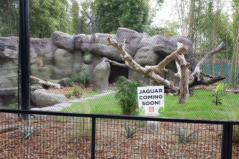 renovated jaguar exhibit (empty)