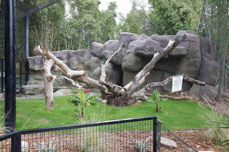renovated jaguar exhibit (empty)