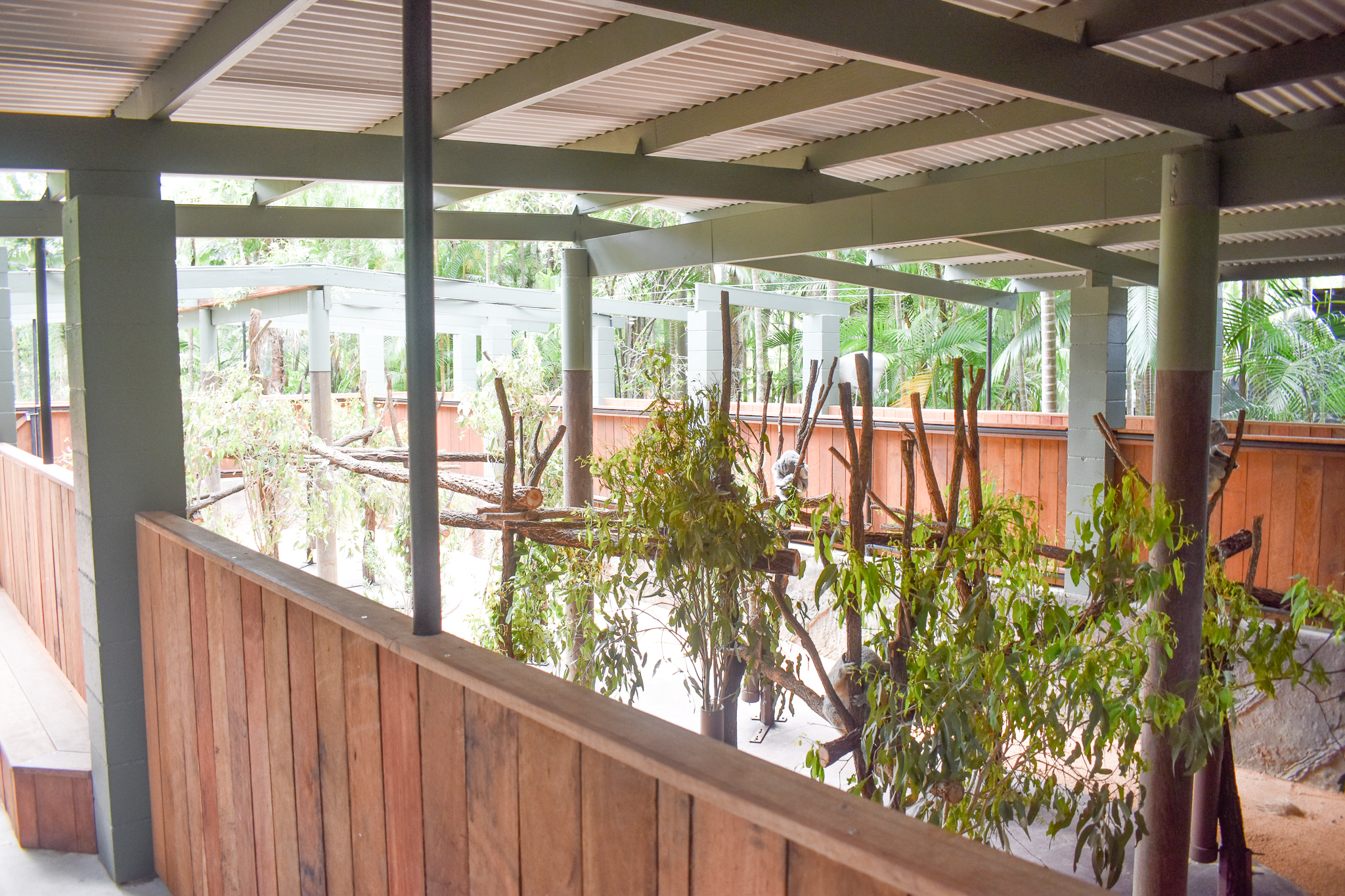 Renovated Koala Enclosure