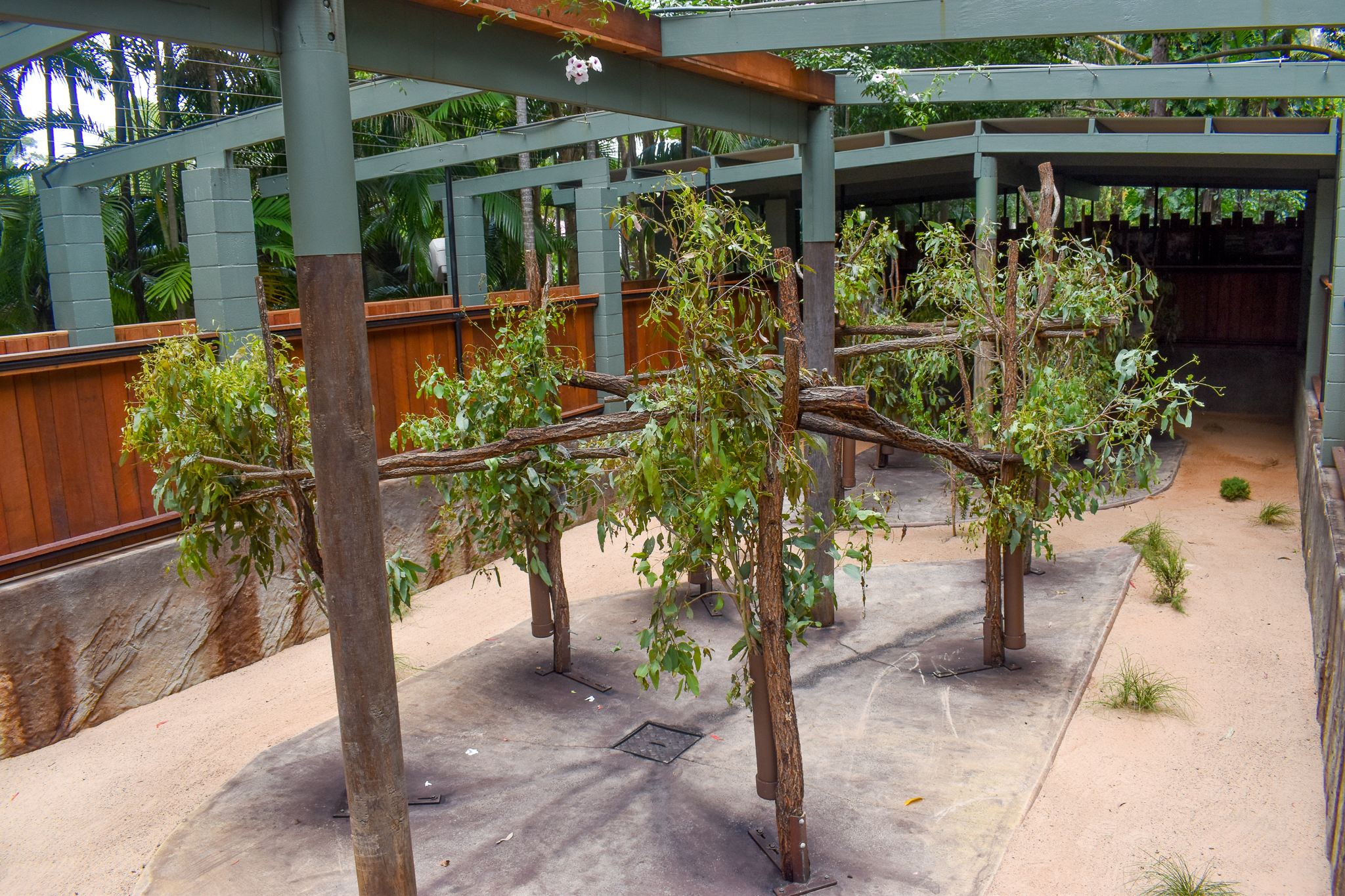 Renovated Koala Enclosure