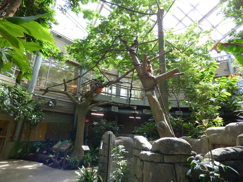 Renovated Linne's Two Toed Sloth Exhibit - April 2019