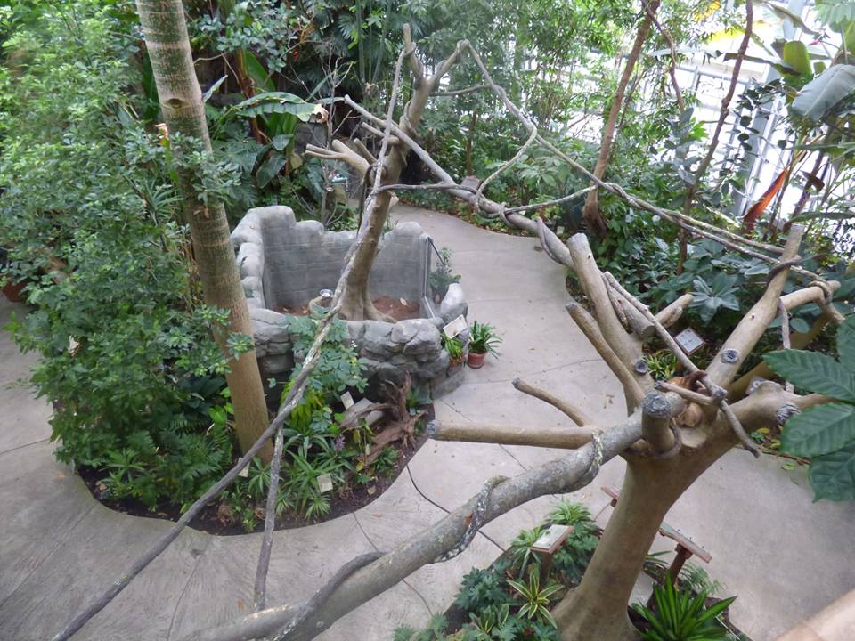 Renovated Linne's Two Toed Sloth Exhibit - April 2019